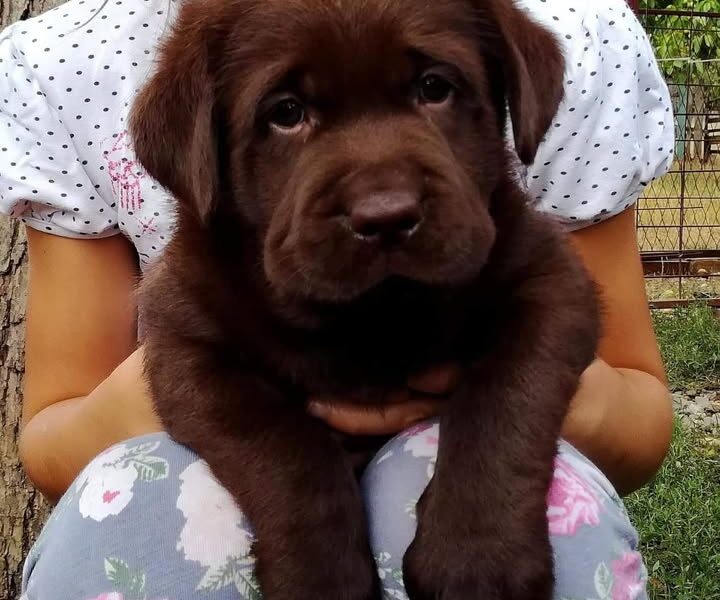 Labrador retriver, čokoladni štenci