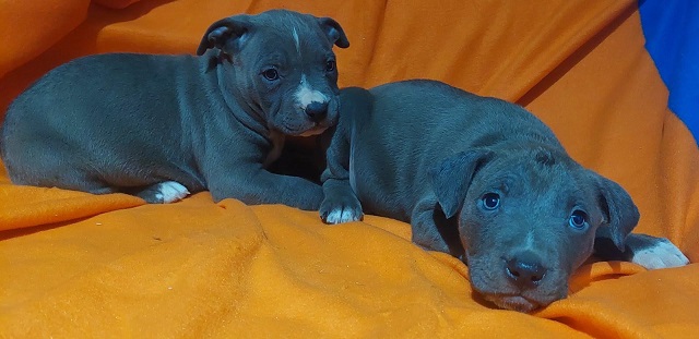 American bully XL