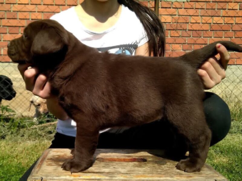 Labrador retriver, čokoladni štenci