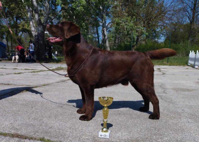 Labrador retriver, čokoladni štenci