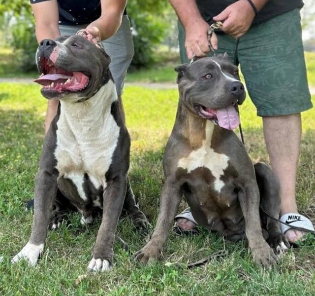 American bully XL