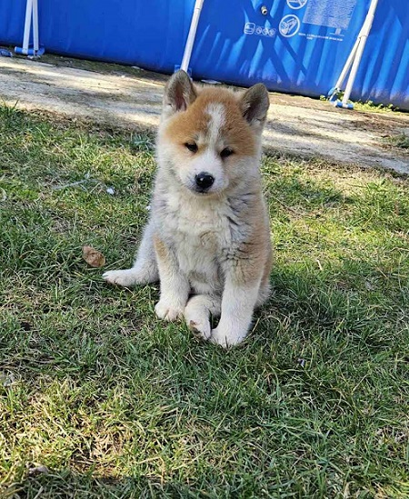 Japanska Akita