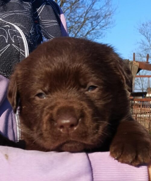 Labrador retriver, čokoladni štenci