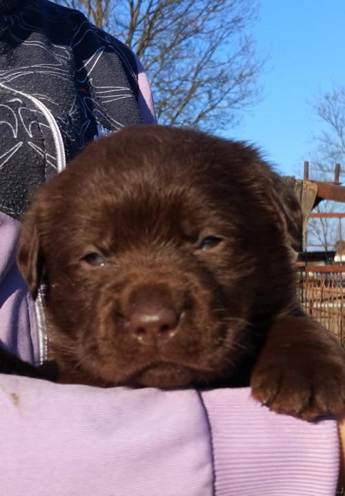 Labrador retriver, čokoladni štenci