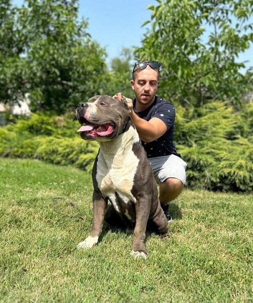 American bully XL