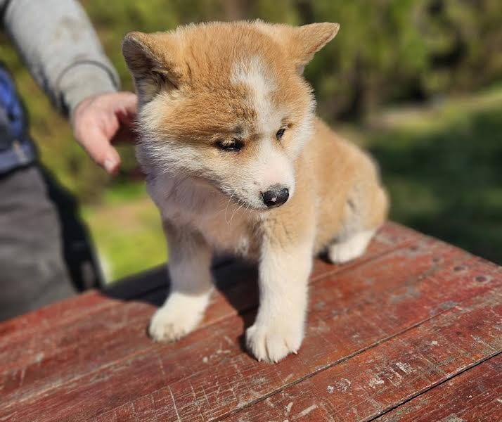 Japanska Akita