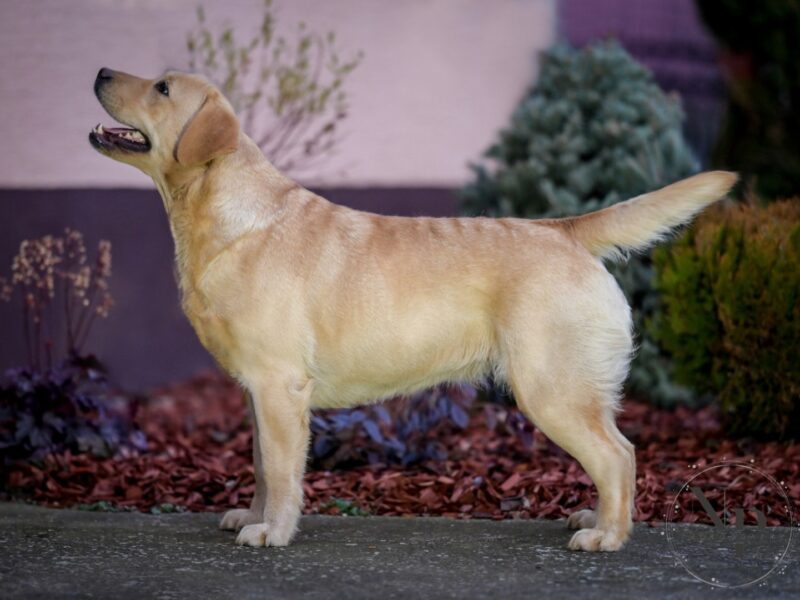 Labrador retriver ženka na prodaju