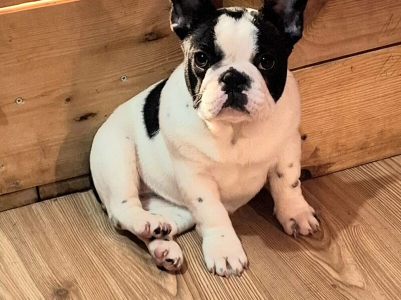 Francuski Buldog PRELEPI štenci