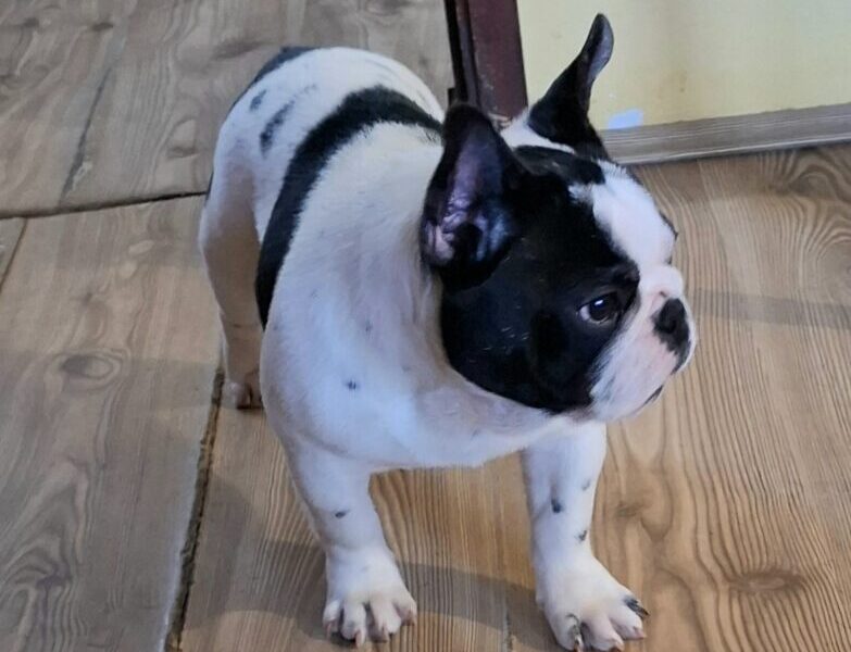 Francuski Buldog PRELEPI štenci