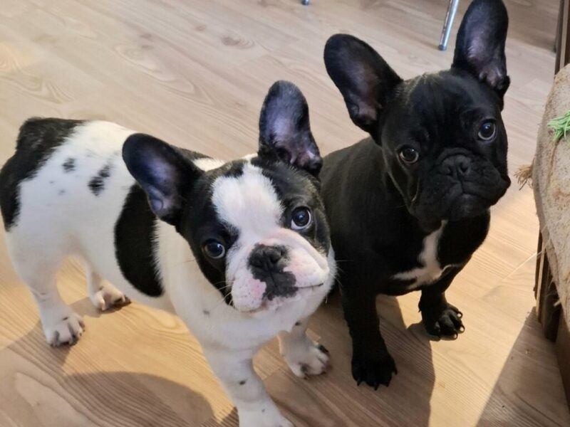 Francuski Buldog PRELEPI štenci