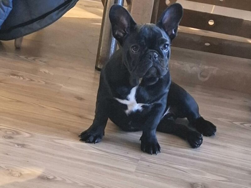 Francuski Buldog PRELEPI štenci