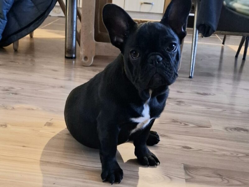 Francuski Buldog PRELEPI štenci