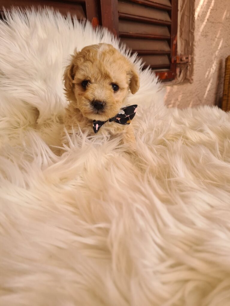Mini Maltipoo PRELEPI štenci