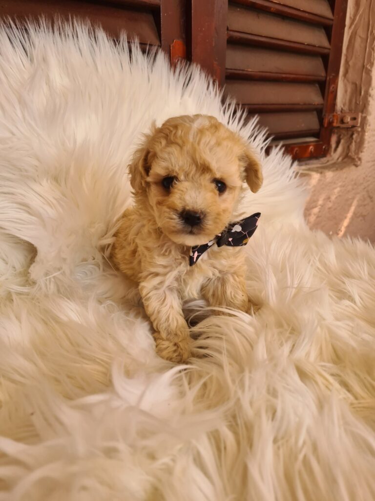Mini Maltipoo PRELEPI štenci