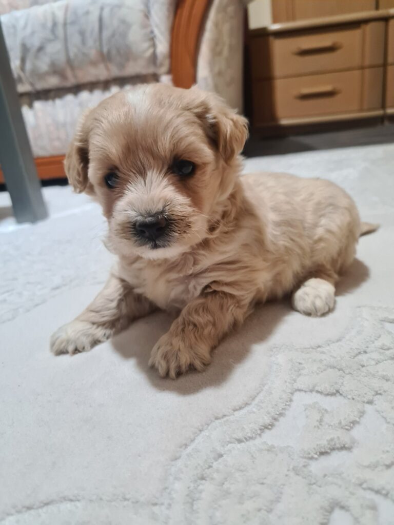 Mini Maltipoo PRELEPI štenci