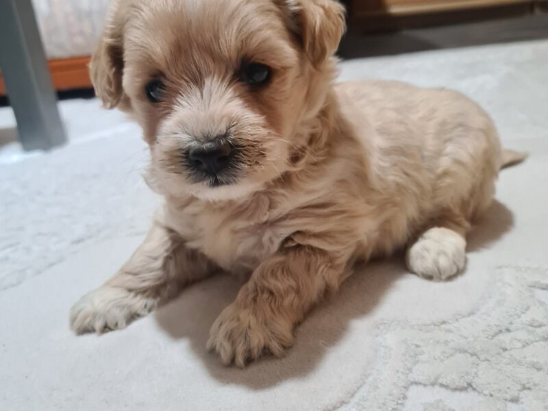 Mini Maltipoo PRELEPI štenci