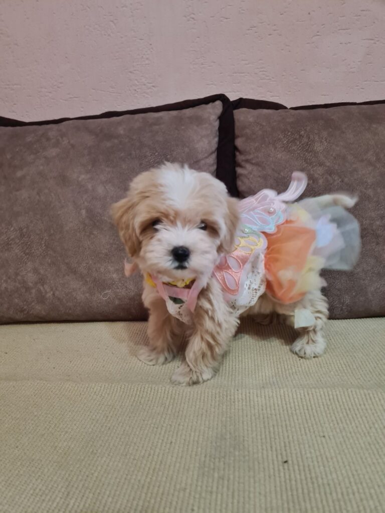 Mini Maltipoo PRELEPI štenci