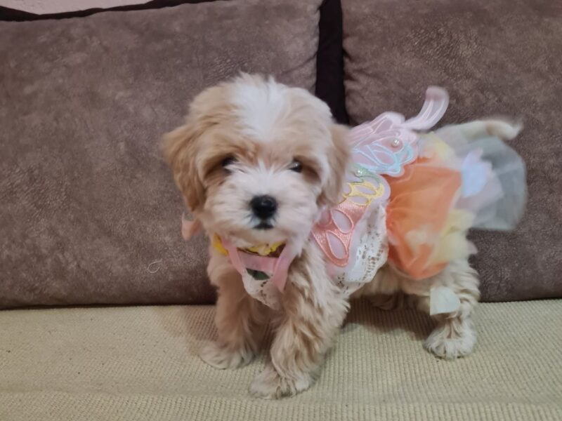 Mini Maltipoo PRELEPI štenci