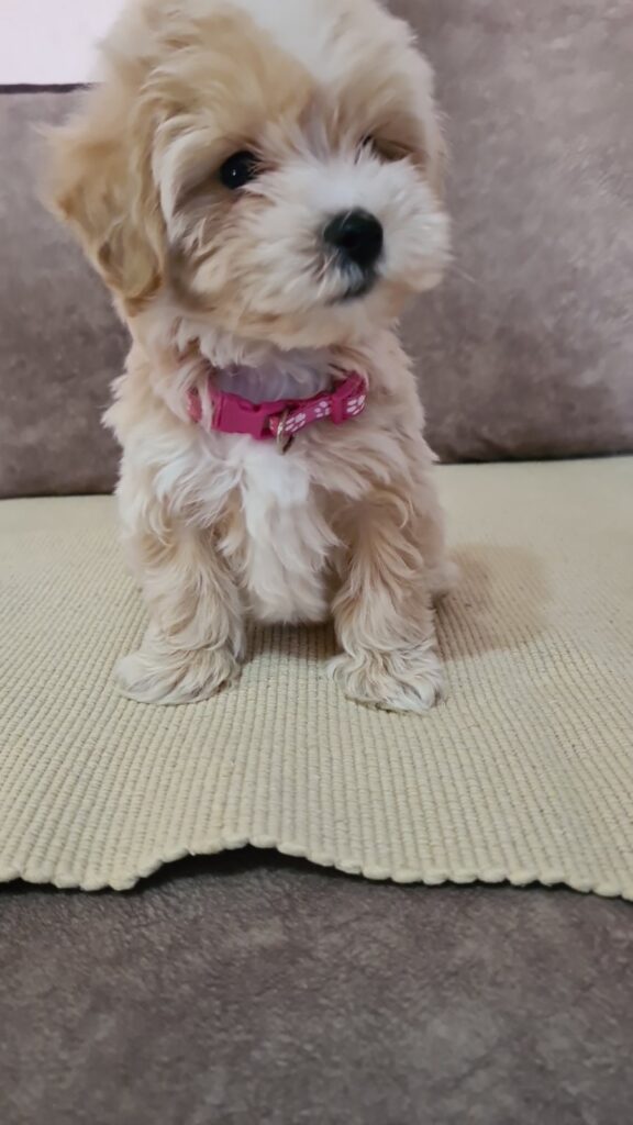 Mini Maltipoo PRELEPI štenci