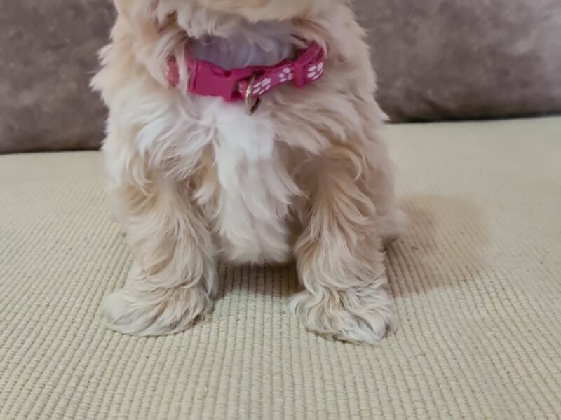 Mini Maltipoo PRELEPI štenci