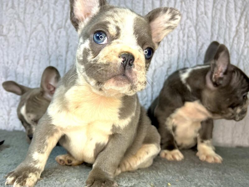 Francuski Buldog PRELEPI štenci