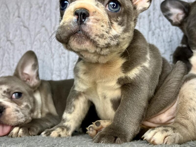 Francuski Buldog PRELEPI štenci