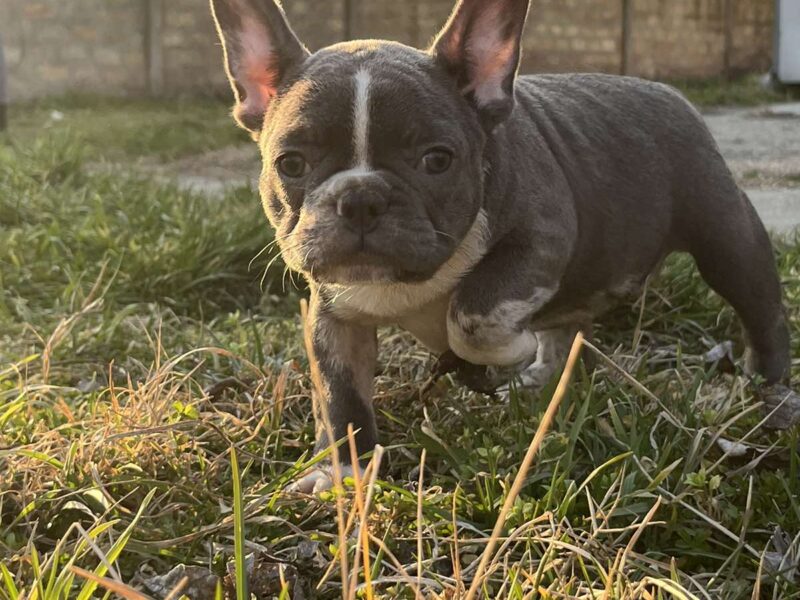 Francuski Buldog PRELEPI štenci
