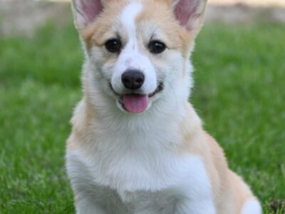 Velski korgi/Welsh Corgi Pembroke