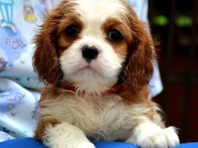 Cavalier King Charles španiel - blenheim i tricolor