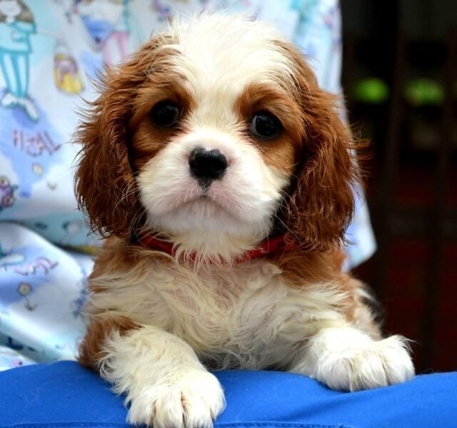 Cavalier King Charles španiel - blenheim i tricolor