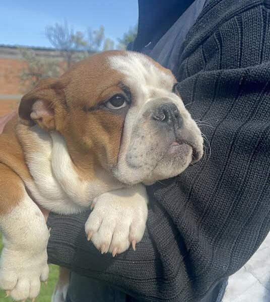 Engleski buldog
