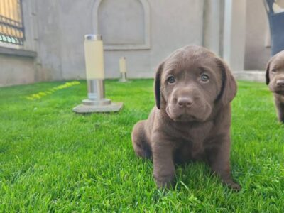 Labrador retriver