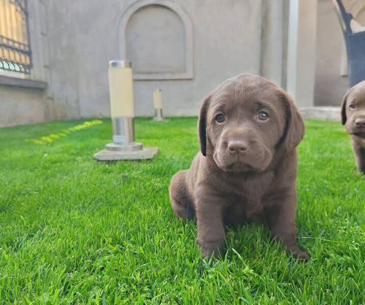 Labrador retriver