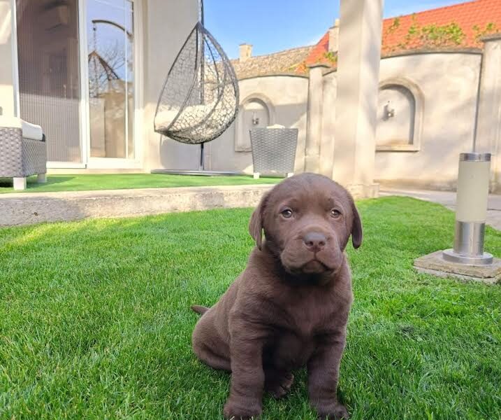 Labrador retriver