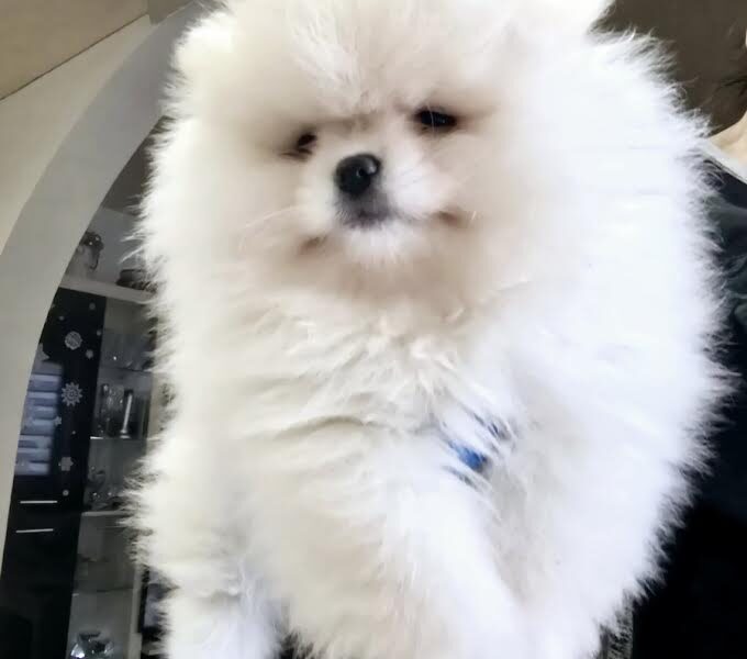 Čistokrvni Boo štenci Pomeranca