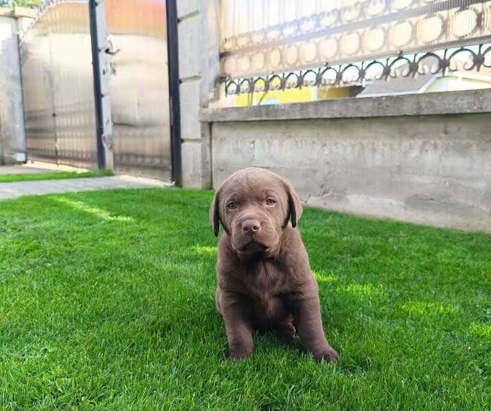 Labrador retriver
