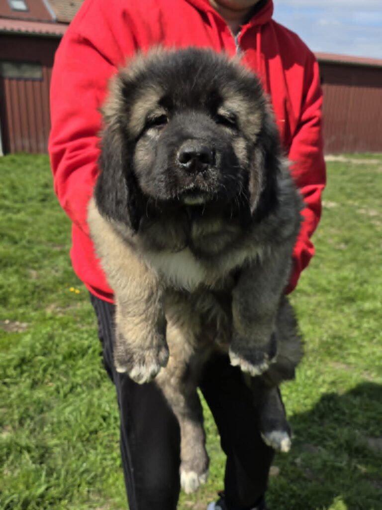 Kavkaski ovčar vrhunski štenci