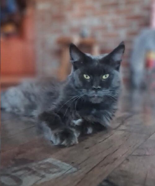 Maine Coon mačići