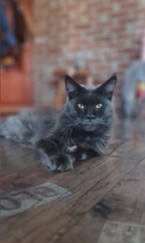 Maine Coon mačići