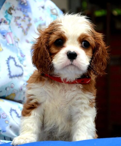 Cavalier King Charles španiel - blenheim i tricolor