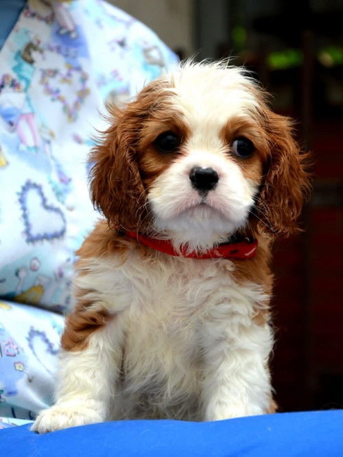 Cavalier King Charles španiel - blenheim i tricolor