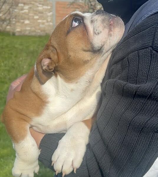 Engleski buldog