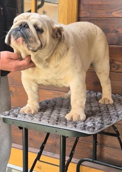 Engleski buldog, muzijak