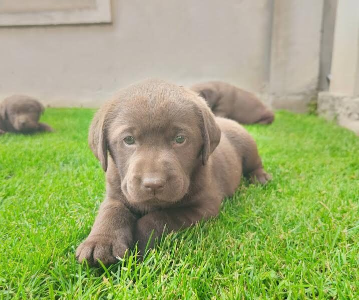 Labrador retriver