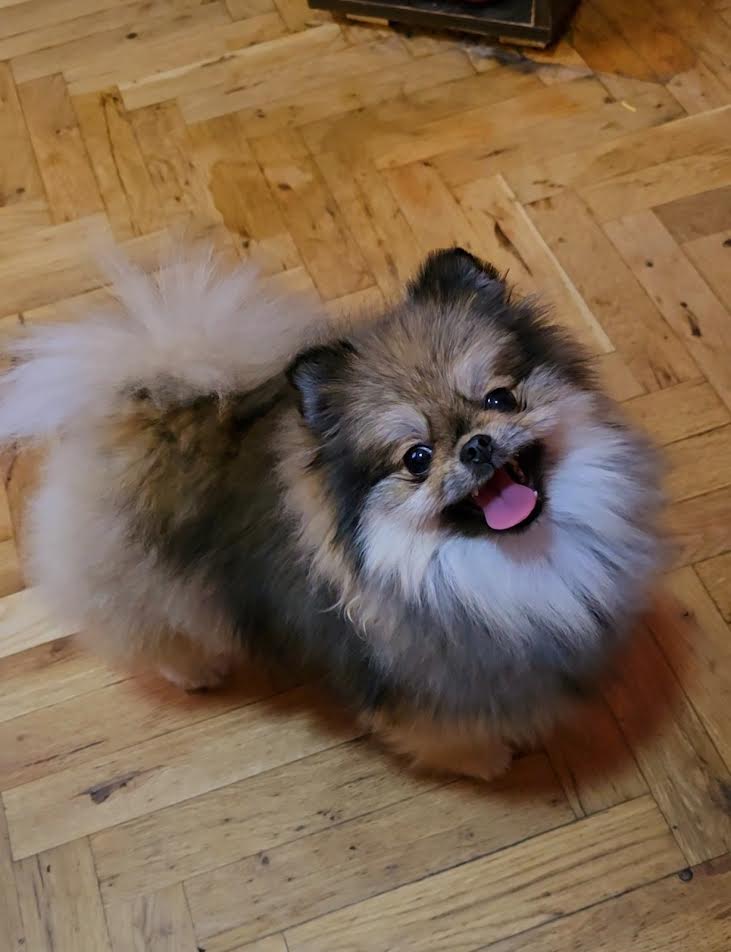 Čistokrvni Boo štenci Pomeranca