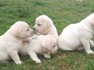 Prelepi, čistokrvni štenci labradora