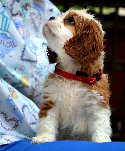 Cavalier King Charles španiel - blenheim i tricolor