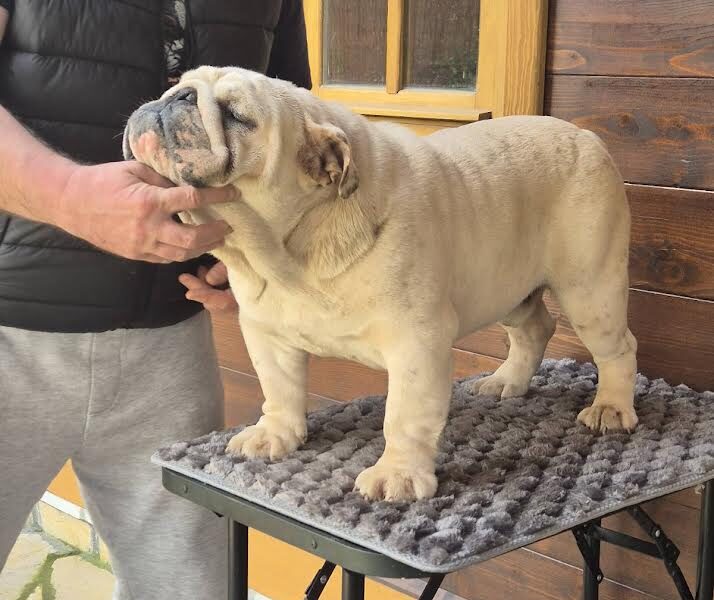 Engleski buldog, muzijak