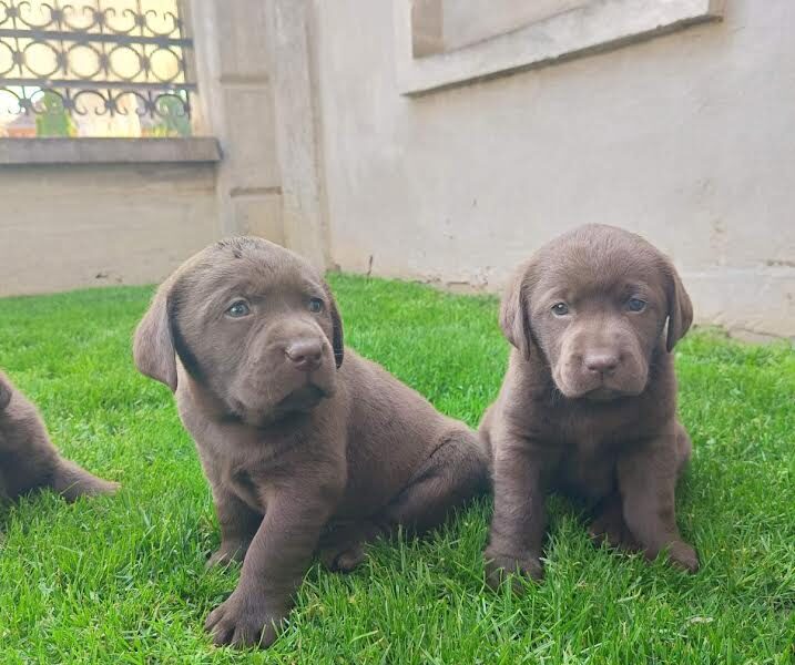 Labrador retriver