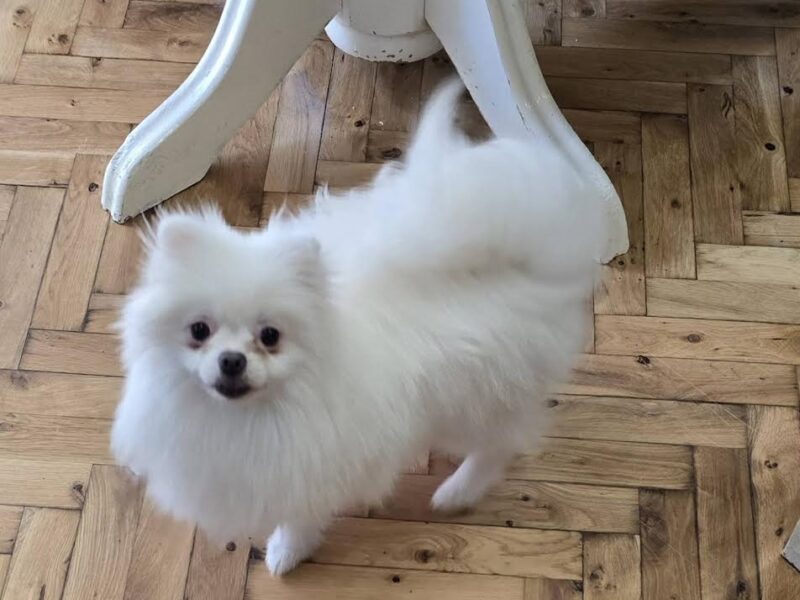 Čistokrvni Boo štenci Pomeranca